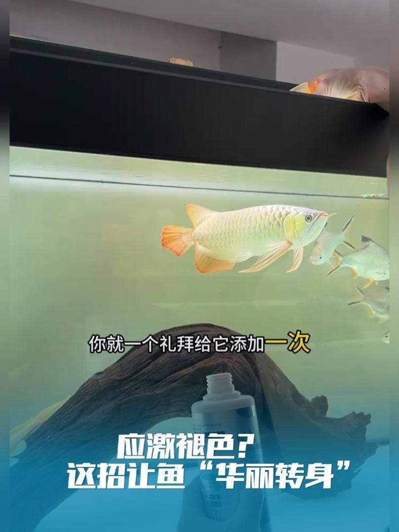 金龍魚圖片大全大圖銀龍魚(金龍魚圖片大全圖片)