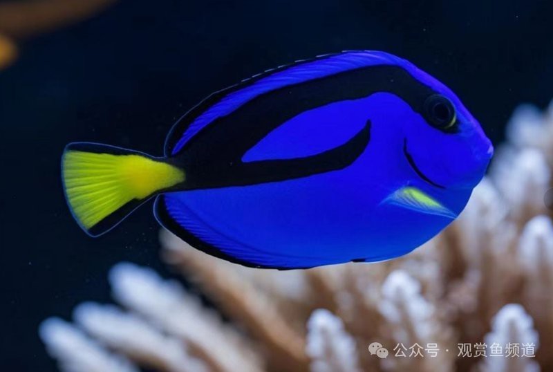 十大海水觀賞魚排名榜