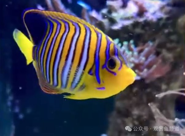 十大海水觀賞魚排名榜
