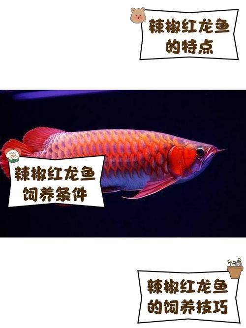 新加坡紅龍魚和馬來西亞紅龍