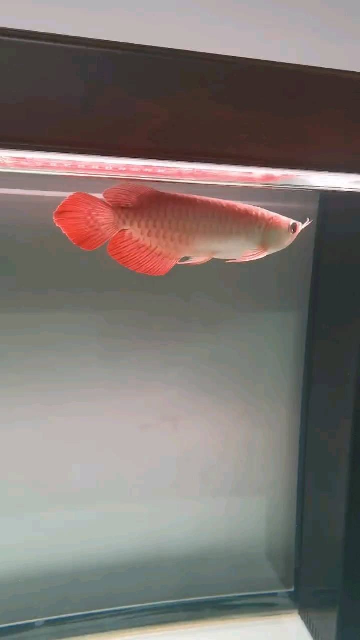 辣椒紅龍入缸第三天，第一次喂食既開口，狀態嘎嘎猛[aini]