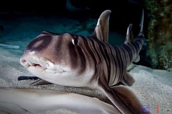 虎皮鯊魚(yú)圖片