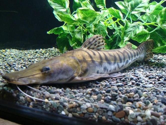 虎皮鯊魚(yú)圖片