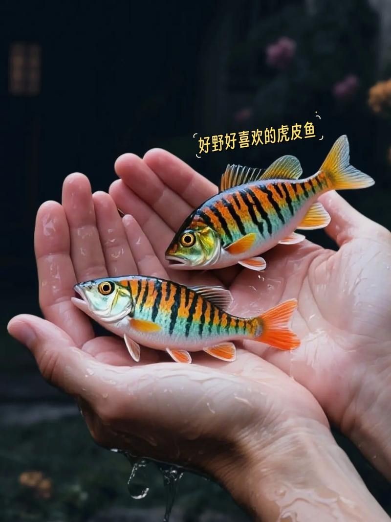 虎皮鯊魚(yú)圖片