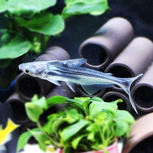 虎皮鯊魚(yú)圖片