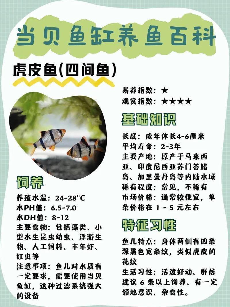 虎皮鯊魚(yú)圖片