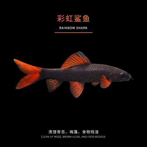 虎皮鯊魚(yú)圖片