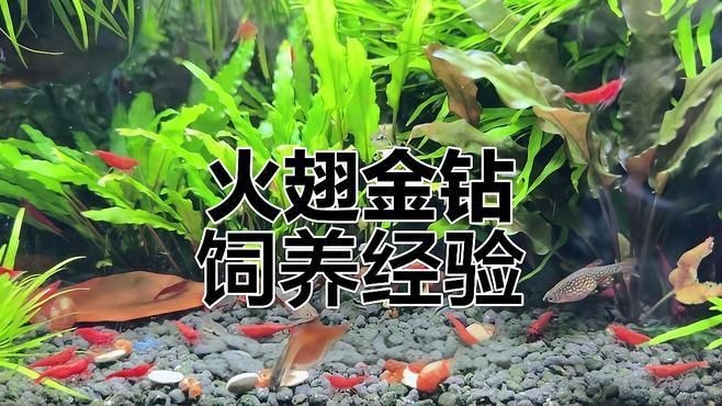 火翅金鉆魚好不好養