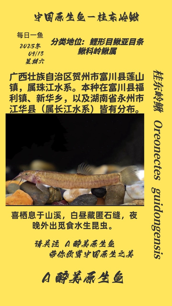 桂東嶺鰍