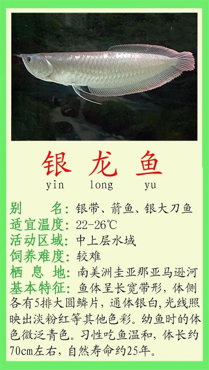 白銀龍魚價格表圖片