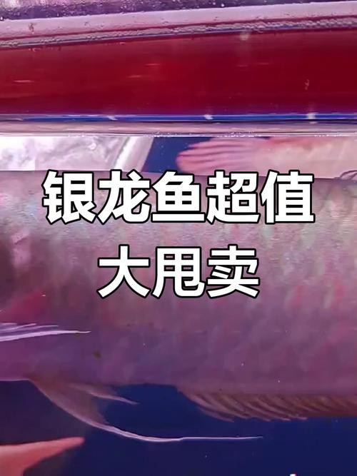 白銀龍魚價格表圖片