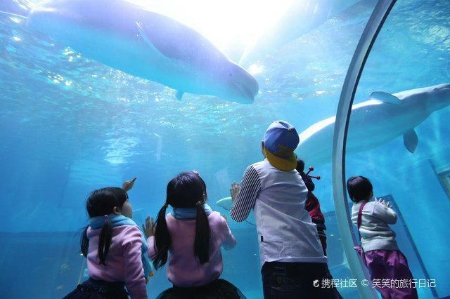 廣州哪個(gè)海洋館比較好
