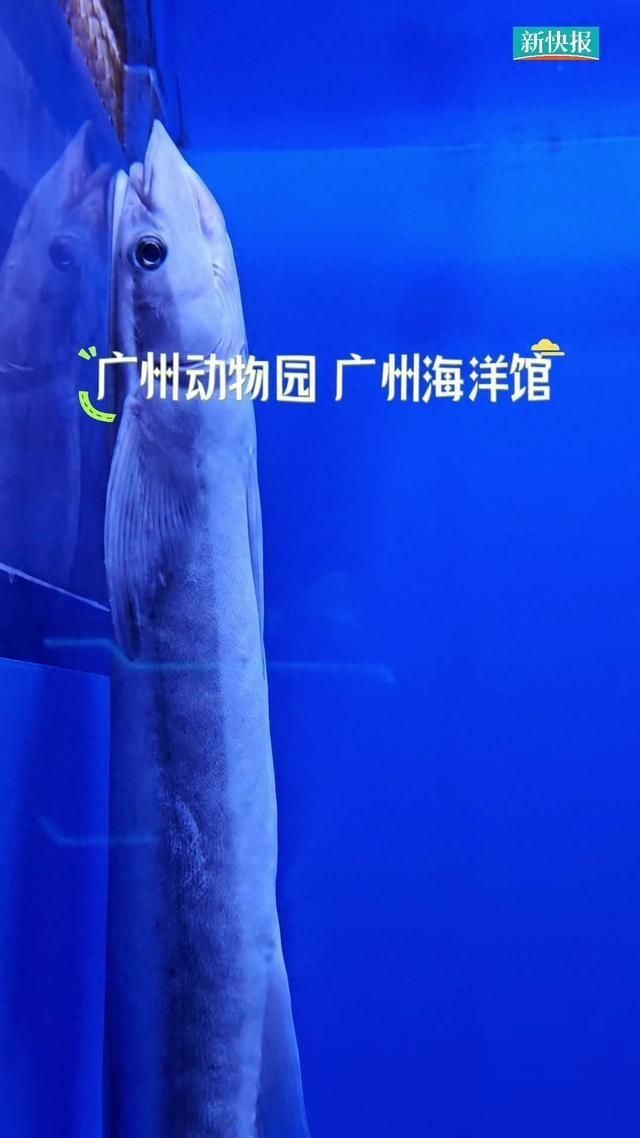 廣州哪個(gè)海洋館比較好