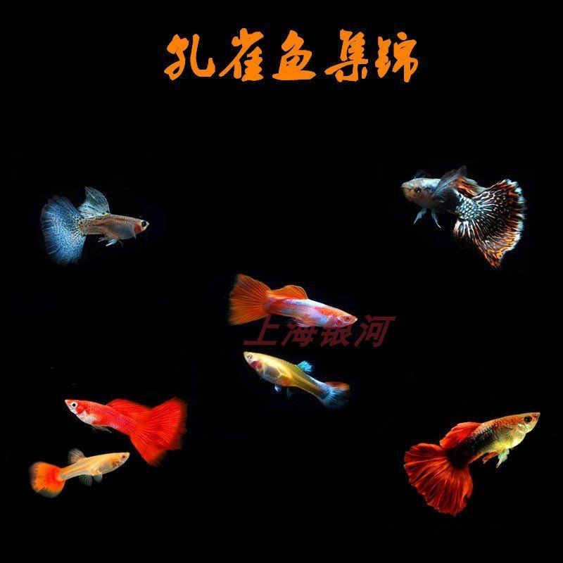 紅眼火炬孔雀魚 紅眼火炬孔雀魚 龍魚論壇 第2張