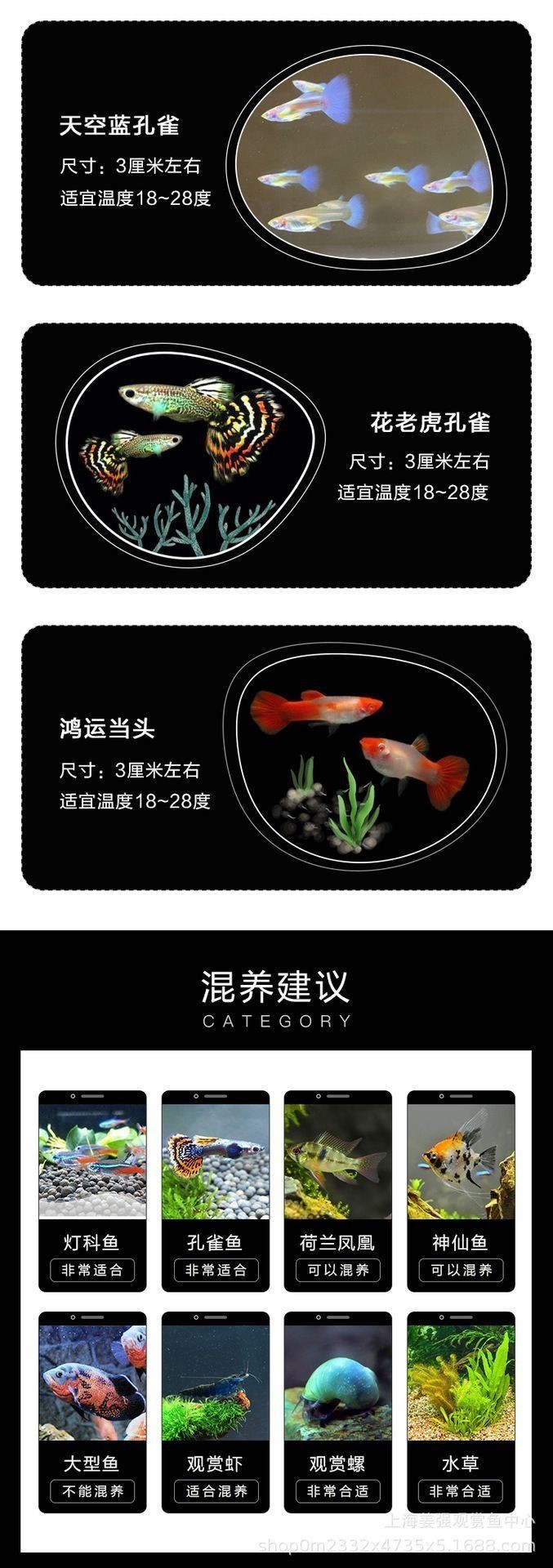 紅眼火炬孔雀魚 紅眼火炬孔雀魚 龍魚論壇 第4張