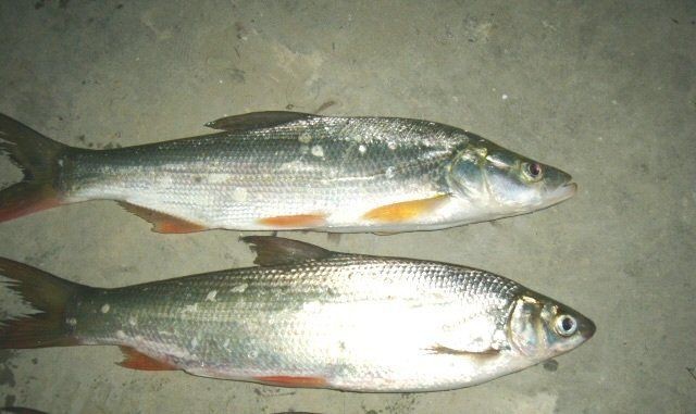 紅尾平克魚最簡單三個步驟