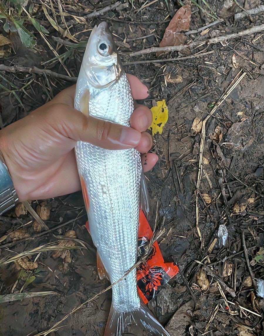 紅尾平克魚最簡單三個步驟