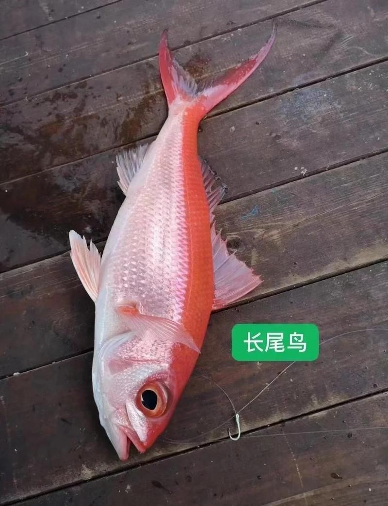 紅尾平克魚最簡單三個步驟
