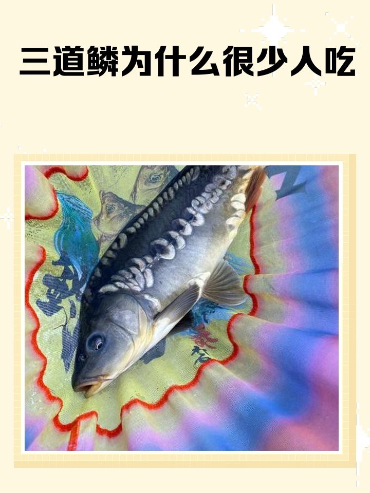 三道鱗為什么很少人吃 三道鱗為什么很少人吃 龍魚論壇 第1張