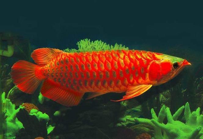 紅色龍魚圖片