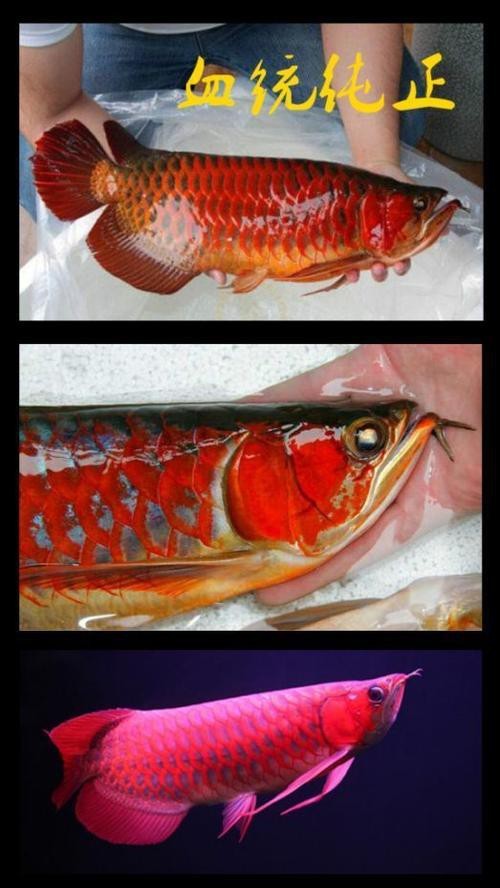 紅色龍魚圖片