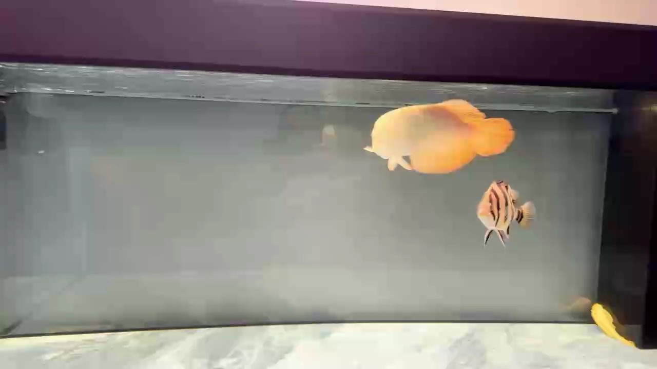 第七個月