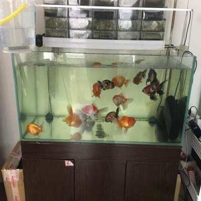 40公分銀龍魚一年可以長多大(金龍魚長到40厘米多長時間)