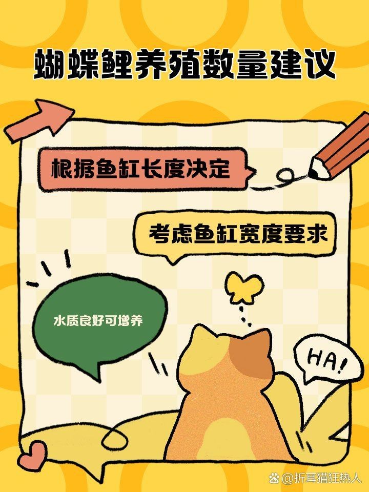 蝴蝶鯉一般養幾條最旺