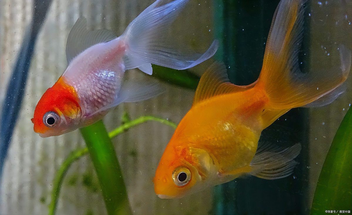 金魚快速長大的方法