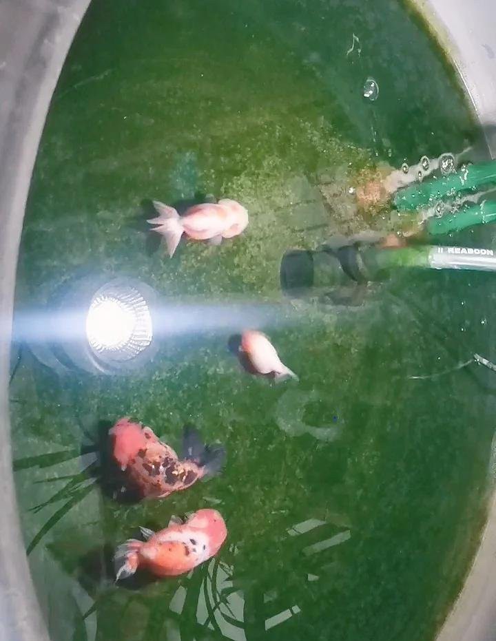 金魚快速長大的方法