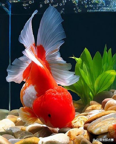 金魚快速長大的方法