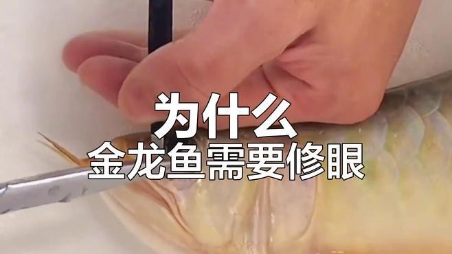 龍魚為什么掉眼手術