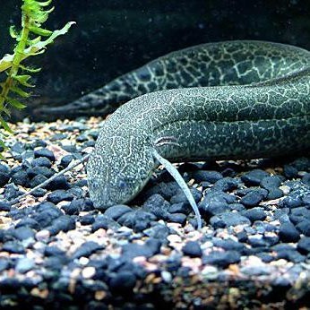 肺魚是魚還是兩棲動物