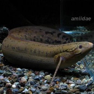 肺魚是魚還是兩棲動物