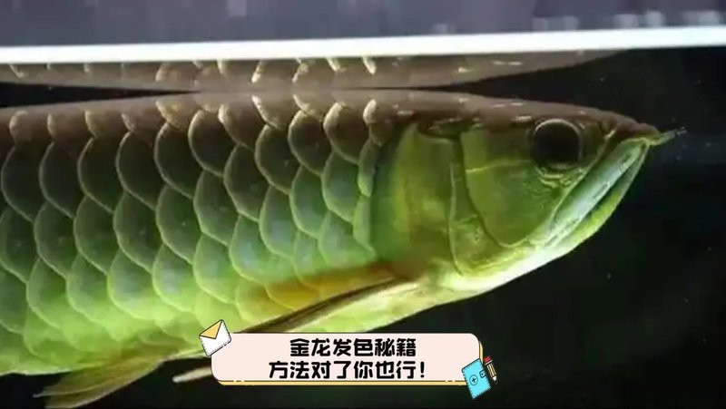 如何讓過背金龍魚快速爬背