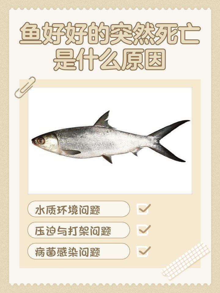 狗頭魚死亡前兆 狗頭魚死亡前兆 龍魚論壇 第5張