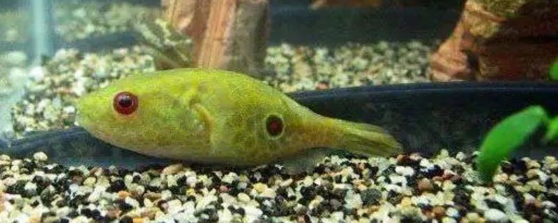狗頭魚死亡前兆 狗頭魚死亡前兆 龍魚論壇 第1張