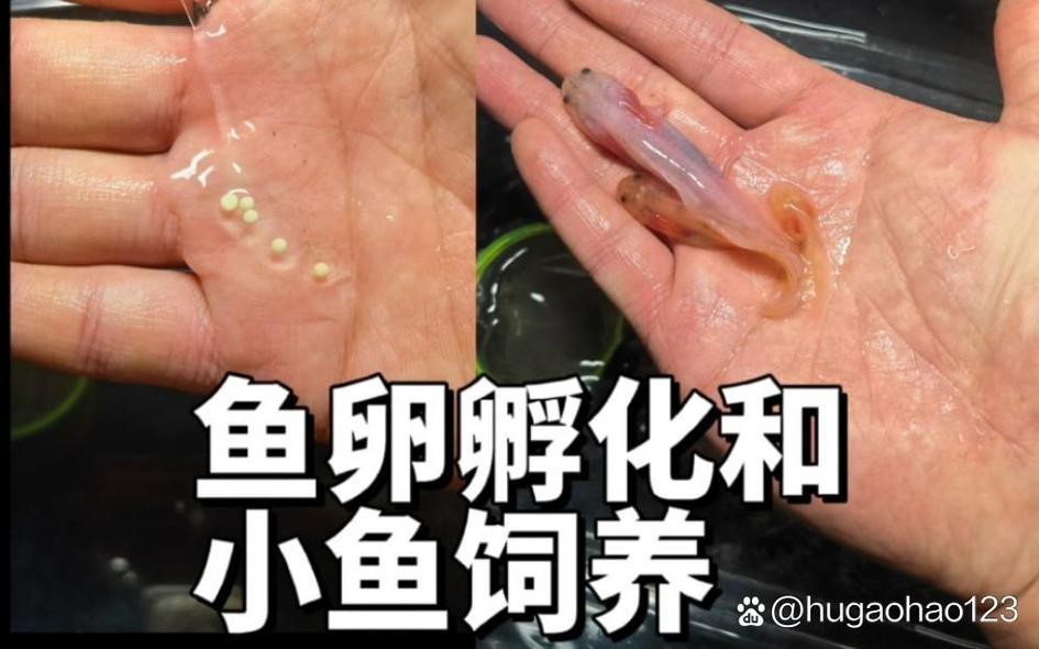六角龍魚怎么分公母圖片對比