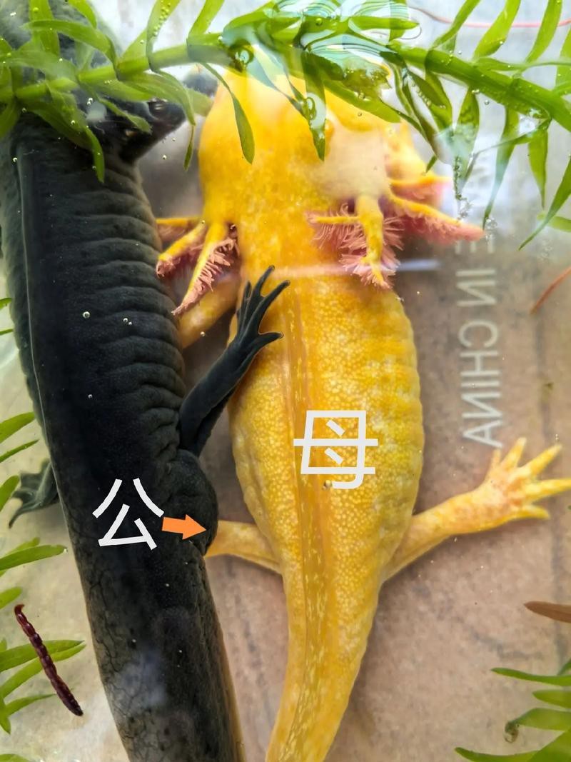 六角龍魚怎么分公母圖片對比