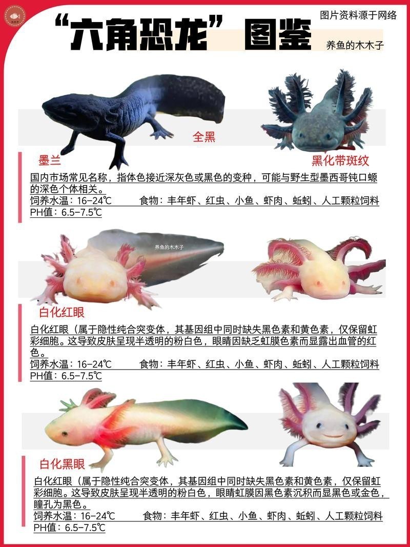 六角龍魚怎么分公母圖片對比