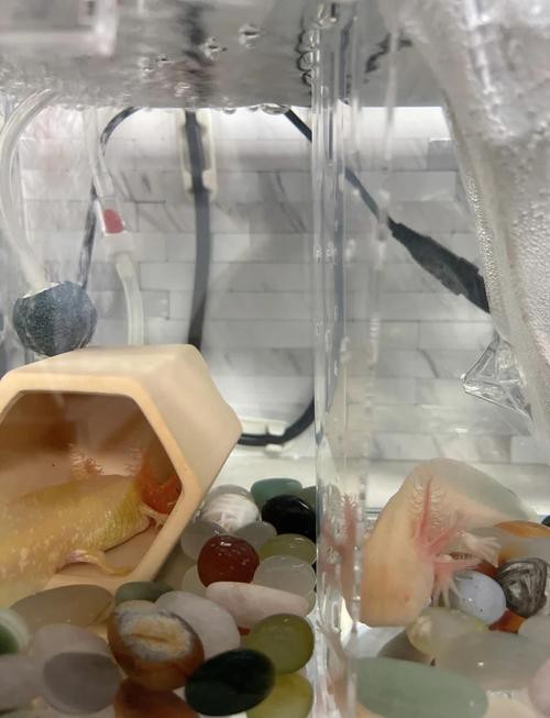 六角龍魚怎么分公母圖片對比