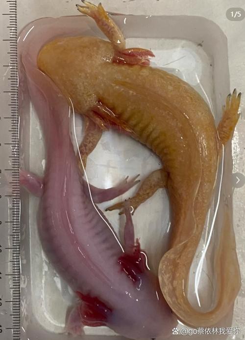 六角龍魚怎么分公母圖片對比