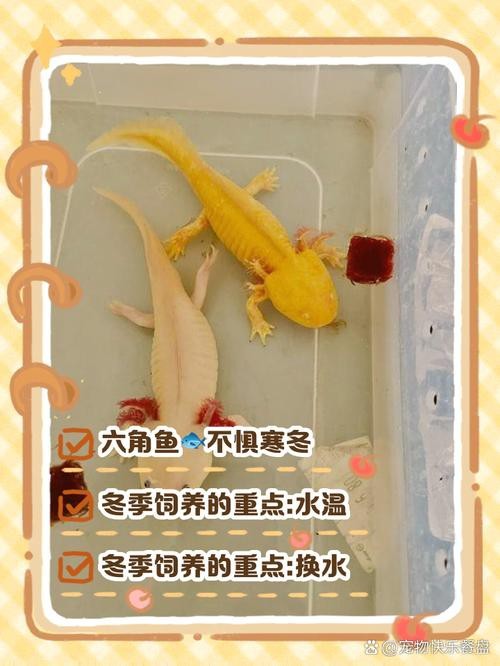 六角龍魚怎么分公母圖片對比
