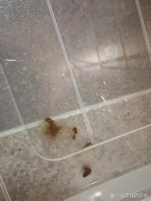 六角龍魚怎么分公母圖片對比
