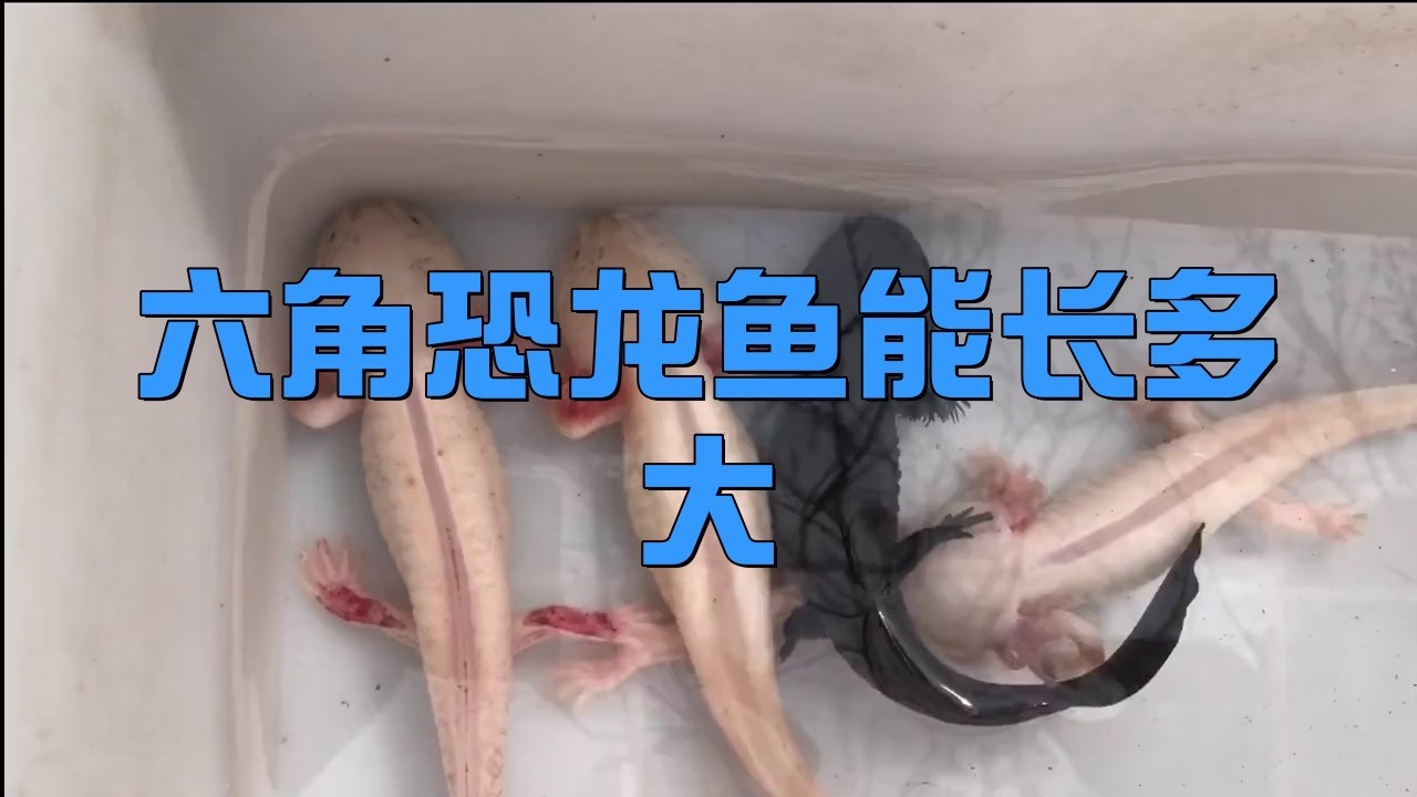 六角龍魚怎么分公母圖片對比