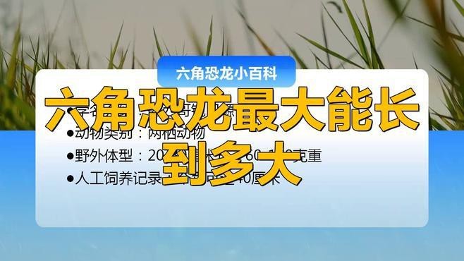 六角龍魚怎么分公母圖片對比