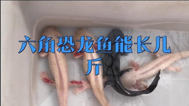 六角龍魚怎么分公母圖片對比