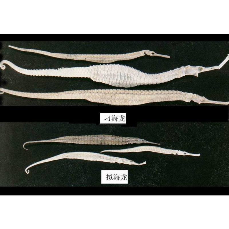 如何判斷海龍魚是否新鮮？ 如何判斷海龍魚是否新鮮？ 龍魚論壇 第1張