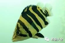 四紋虎魚多少元一只