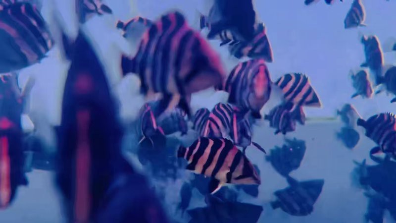 四紋虎魚多少元一只